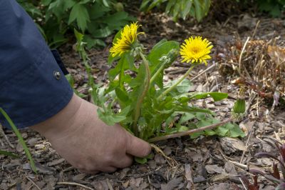 Weeding And Mulching detail